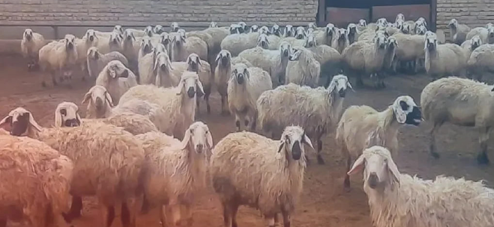 دام